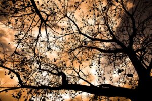 Bassam Alzoghby (17) Bassam Alzoghby (17)