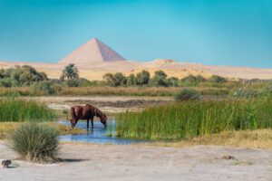 Bassam Alzoghby (19) Bassam Alzoghby (19)