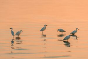 Bassam Alzoghby (21) Bassam Alzoghby (21)